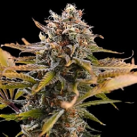 Fatso > Empire Seeds